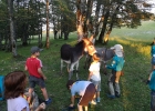 Camp meute 2020