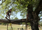 Camp d'été 2016 à Arlay (France)