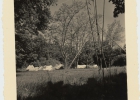 Photos d'archives / années 1940-50